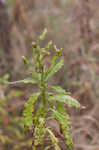 American burnweed